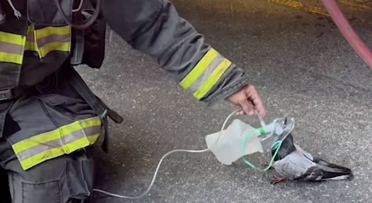 Pigeon Walks Up to Firefighters Who Offer Oxygen to ‘Clear its Lungs’