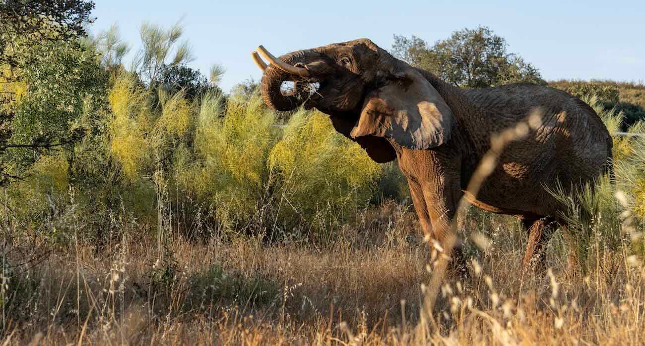 Last Circus Elephant in Portugal Can Now Romp-and-Roll on 1000-Acre Sanctuary After 40 Years of Working