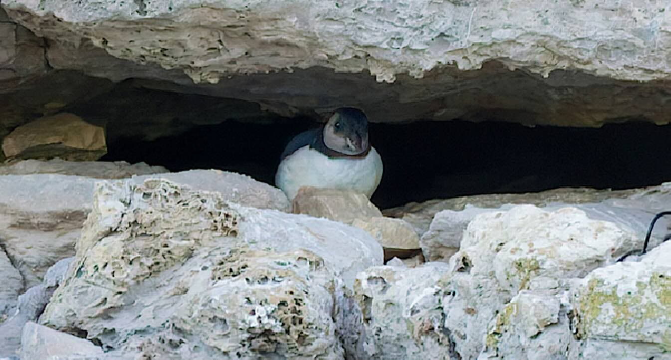 First Puffin Chick Spotted in Over 30 Years Emerges Along Cliffs at England’s South Coast
