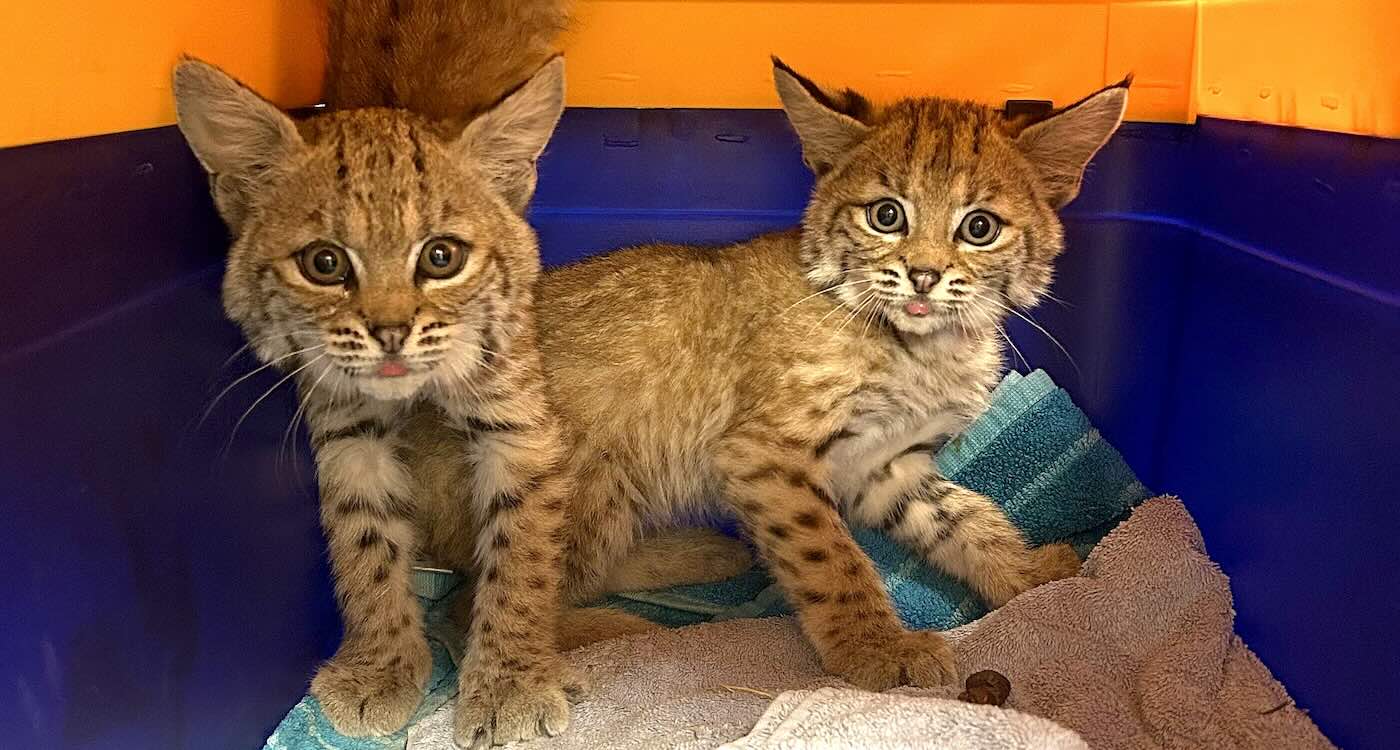 4 Different Bobkittens Rescued in a Week, Undergoing Rehab Together for Return to the Wild