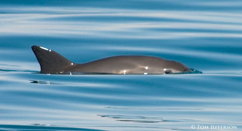 On Brink of Extinction, the Vaquita Porpoise is Being Preserved By Digital Image