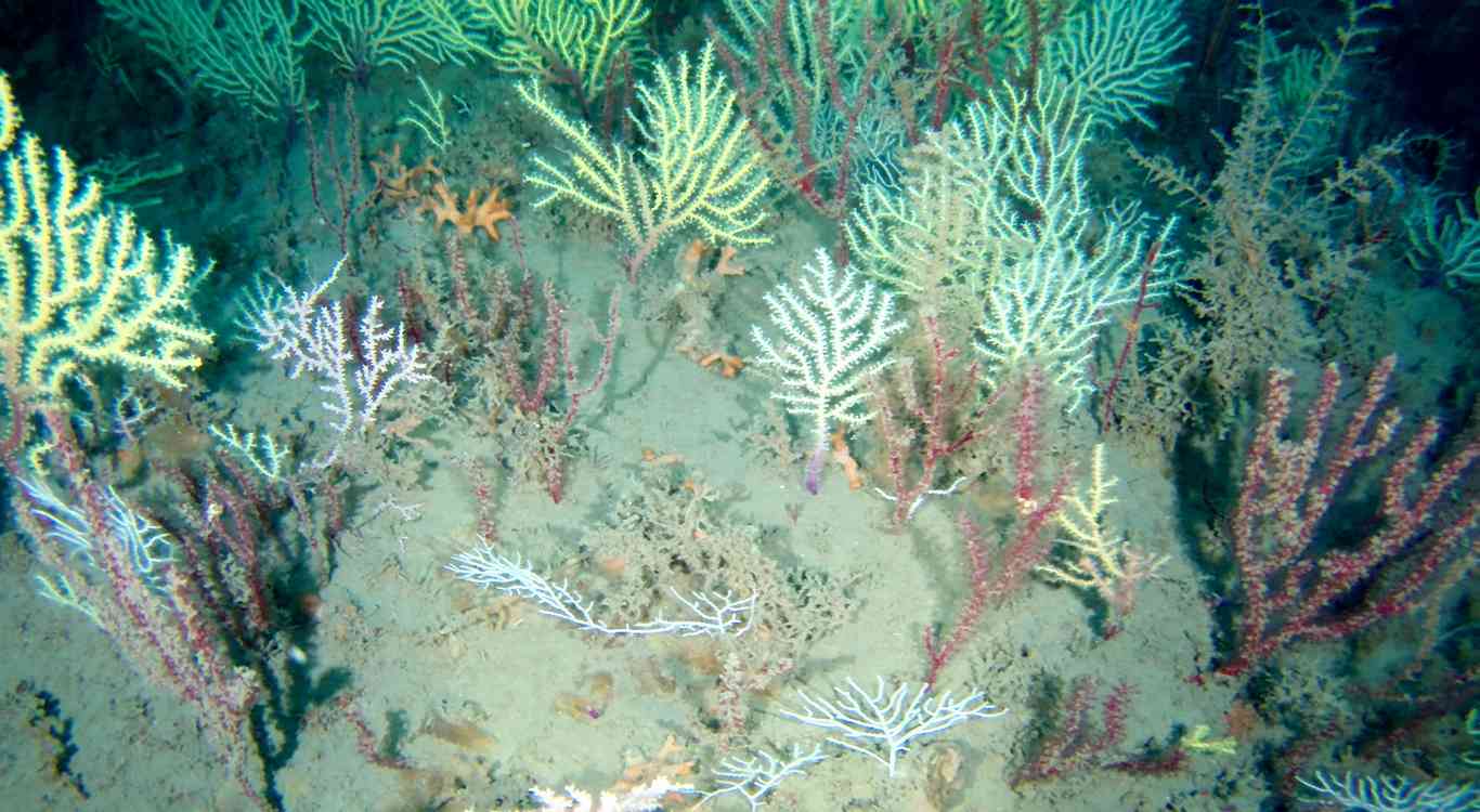 Coral Reef Long Presumed Dead Is Rediscovered ‘Teeming with Life’ Off Coast of Africa