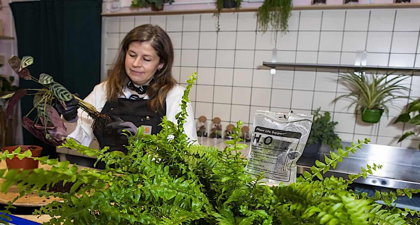 UK’s First Hospital for Houseplants – Where Plants Are Put on Drips and Treated for Bugs