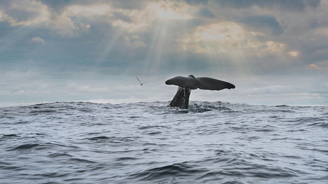 Humpback Whale Watching Surges in Brazil Where Population Has Grown 27-fold Since Whaling Ended