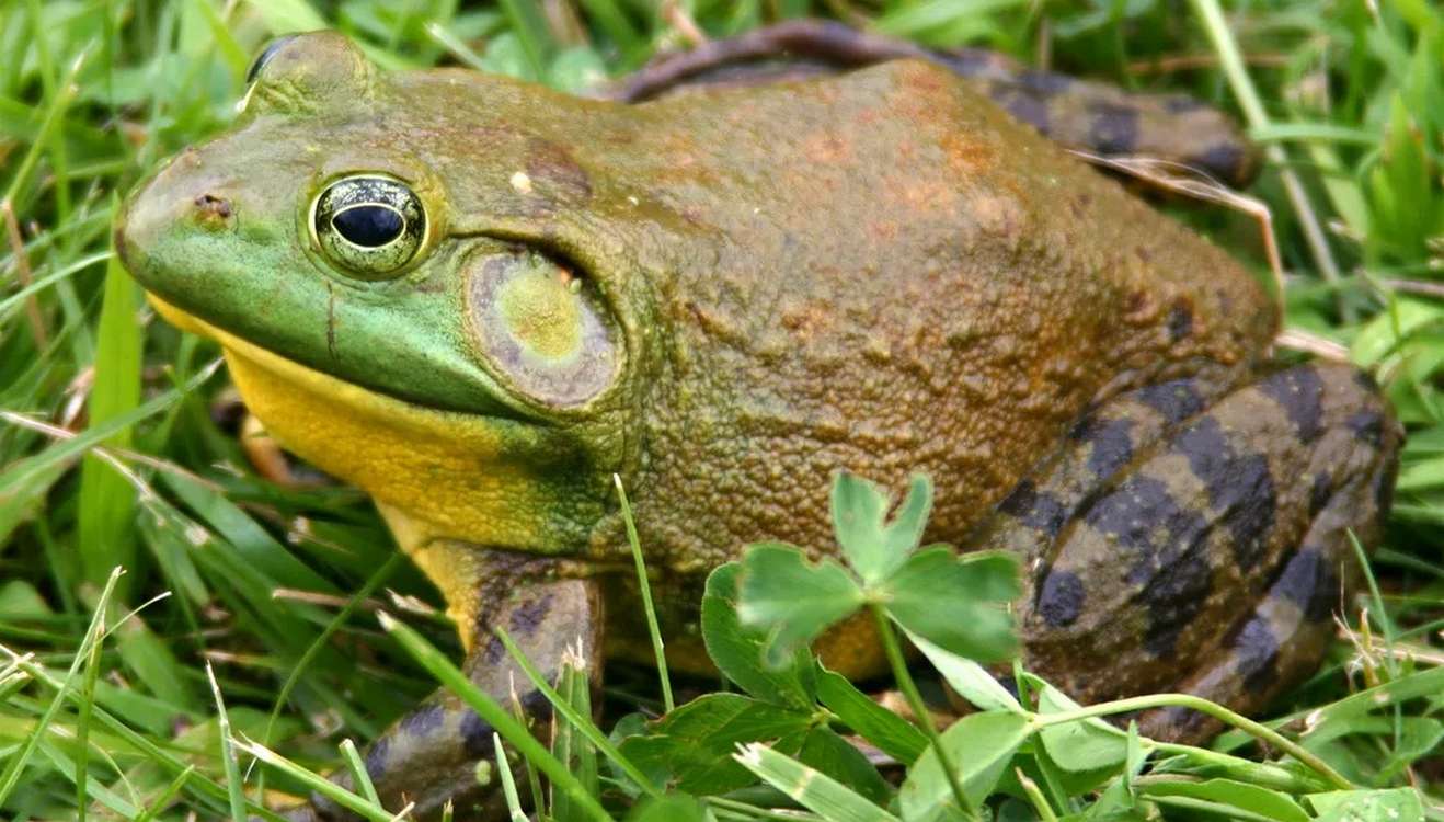 Frogs Produce a Protein That May Be an Antidote for Deadly Shellfish Toxin in Humans