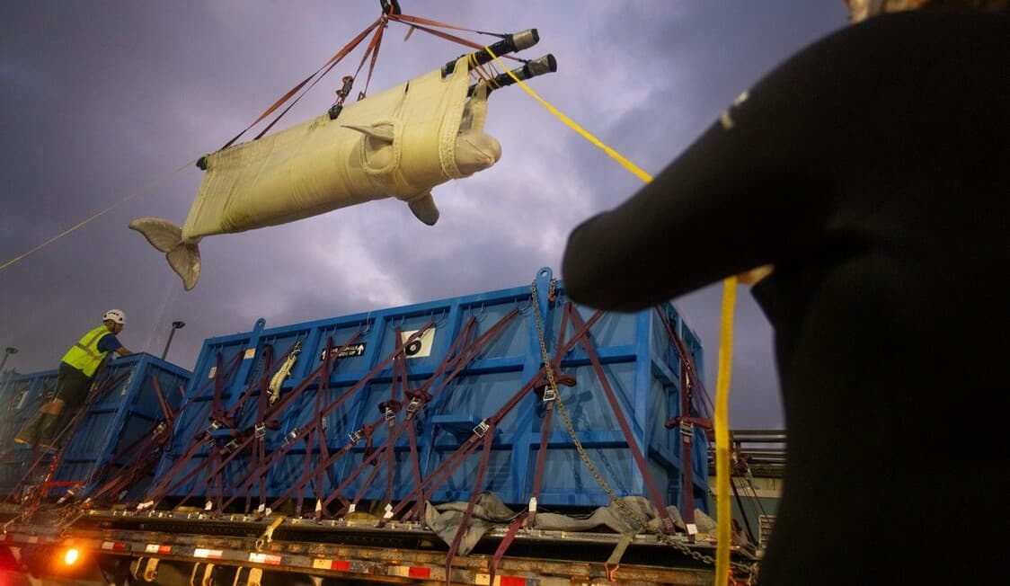 SeaWorld Completes Largest Captive Whale Transportation Operation in Nation’s History