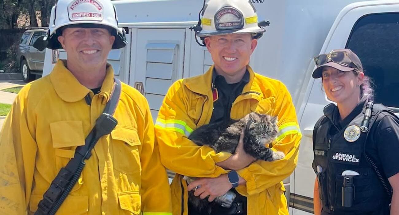 Cat Named ‘Toast’ Survives Intense Heat of 4-Alarm Fire By Hiding in Closet