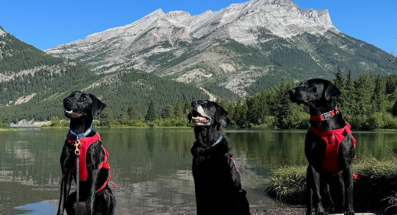 Do-Good Dogs Fight Invasive Mussels as ‘Conservation Canines’