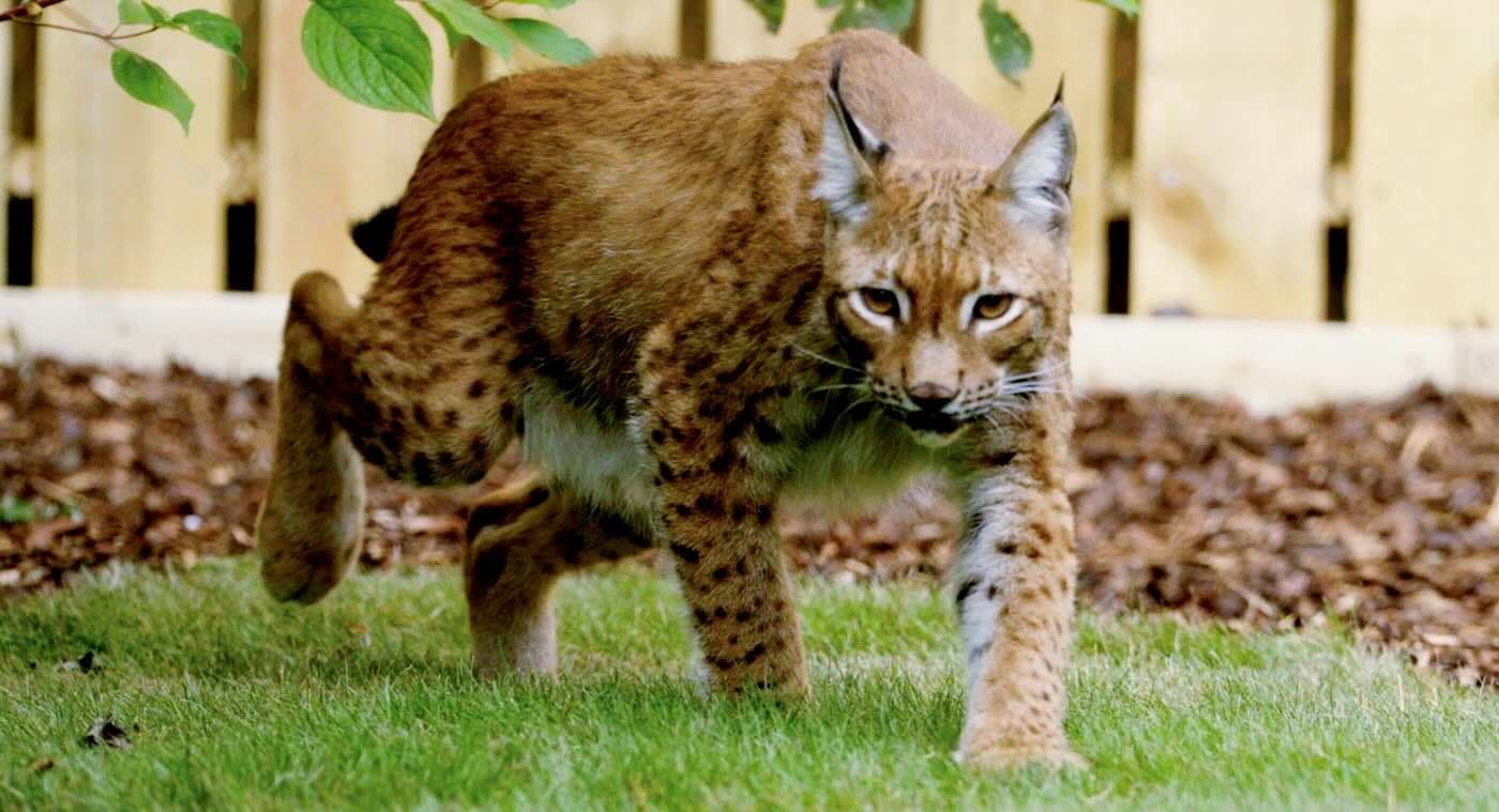 Lynx Rescued in War-torn Ukraine Walks on Grass for the First Time (WATCH)