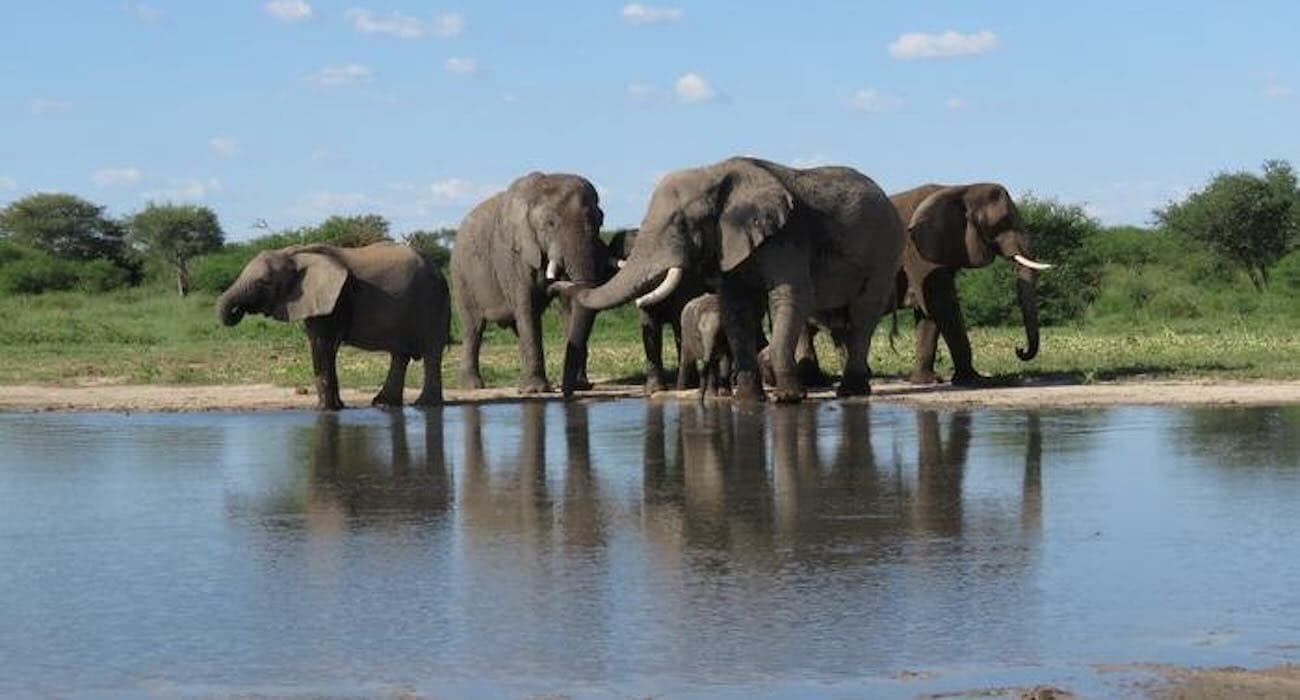 When Zoo Elephants Are Rewilded in Africa, Here’s How Good Their Coping Skills Are