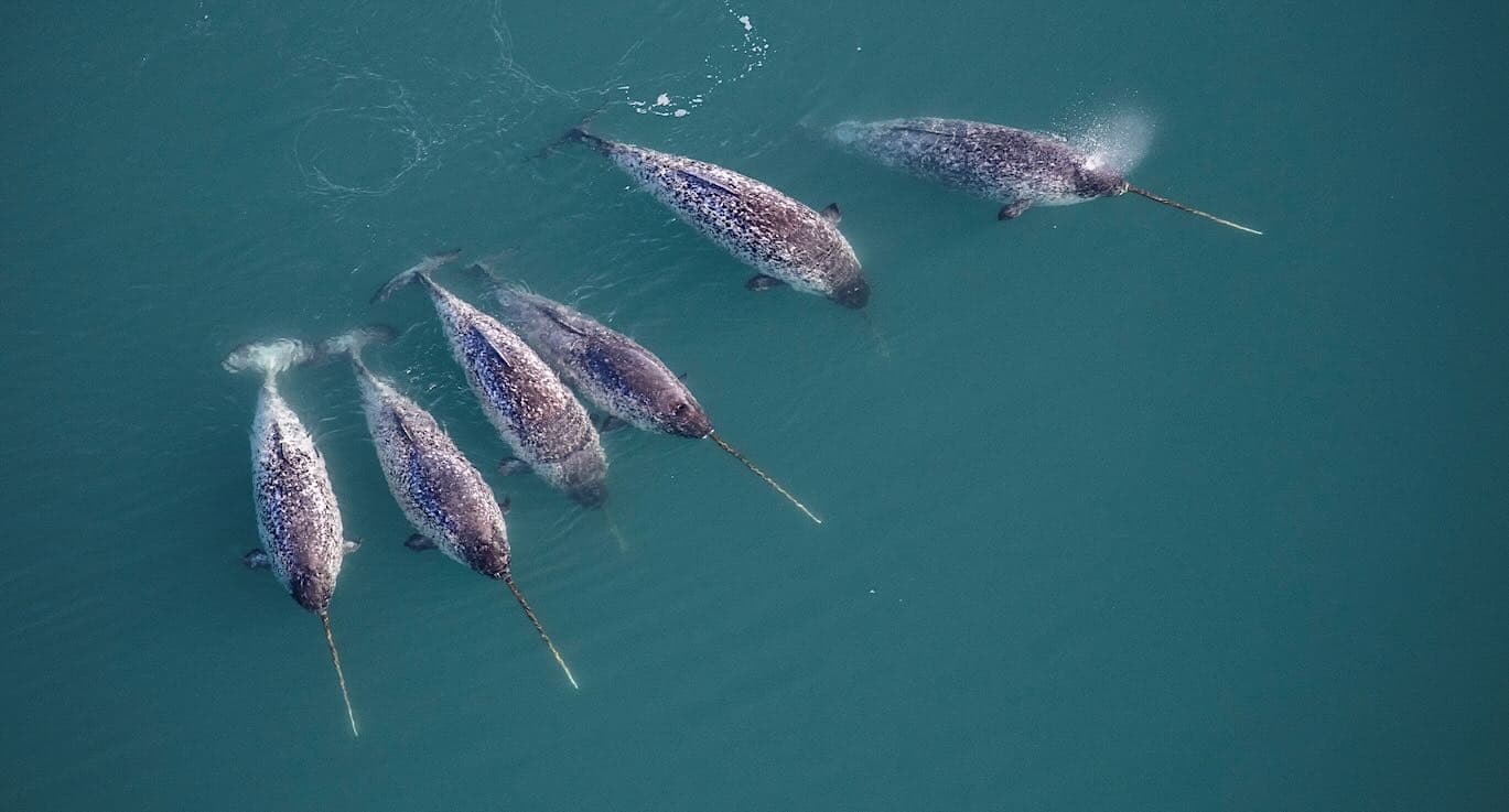 ‘Double Spiral’ Secret of Narwhal’s Twisted Tusk Revealed By High Tech X-Rays