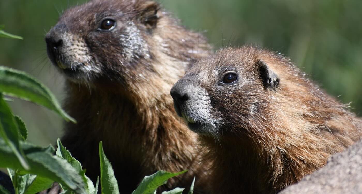 Good-Humored Scientists Create ‘OnlyMarms’ Page to Boost Marmot Conservation and Donations