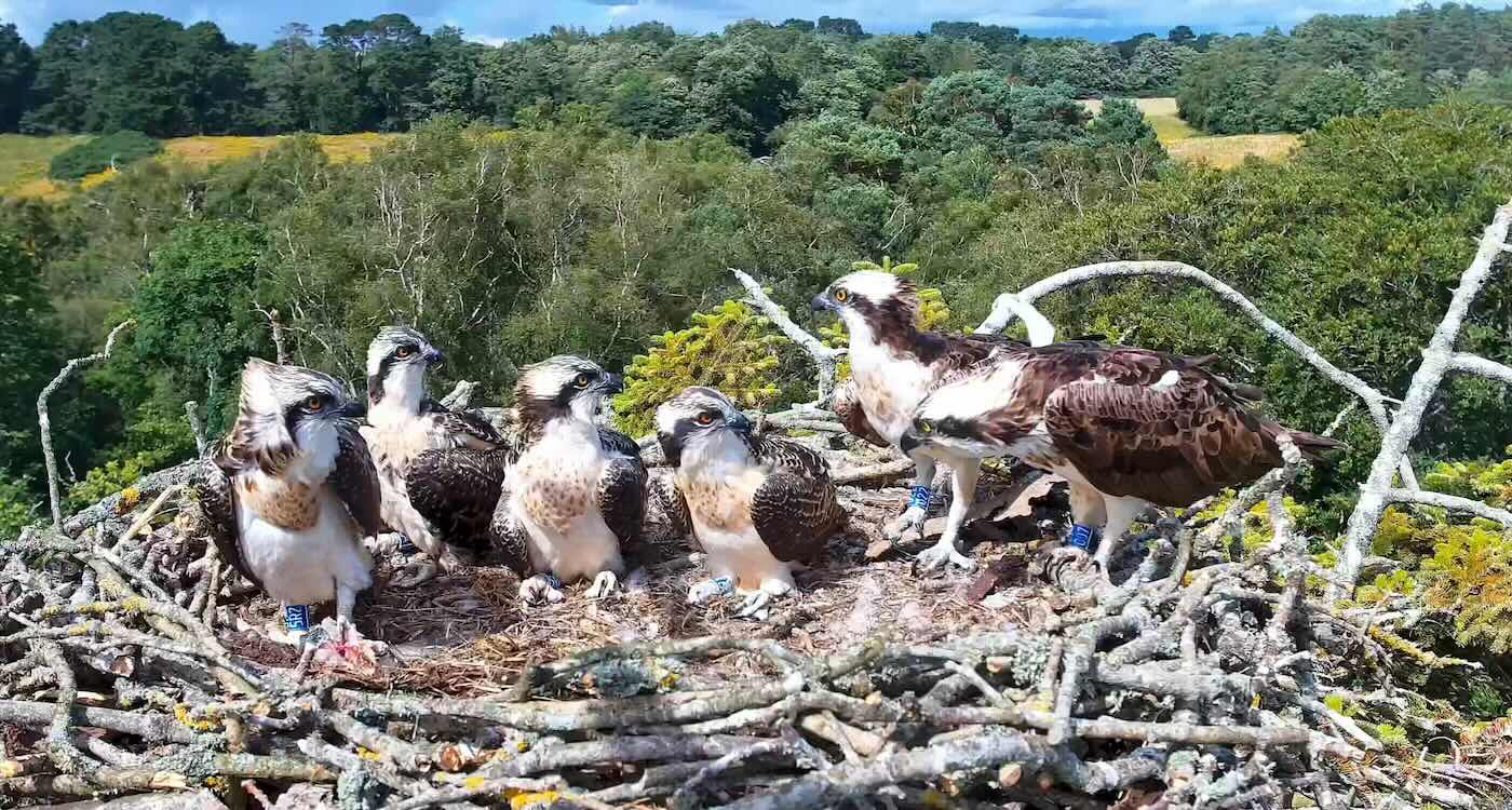 Ospreys Recover Thanks to ‘Pioneering Pairs’ Who Nest Away From Main Population