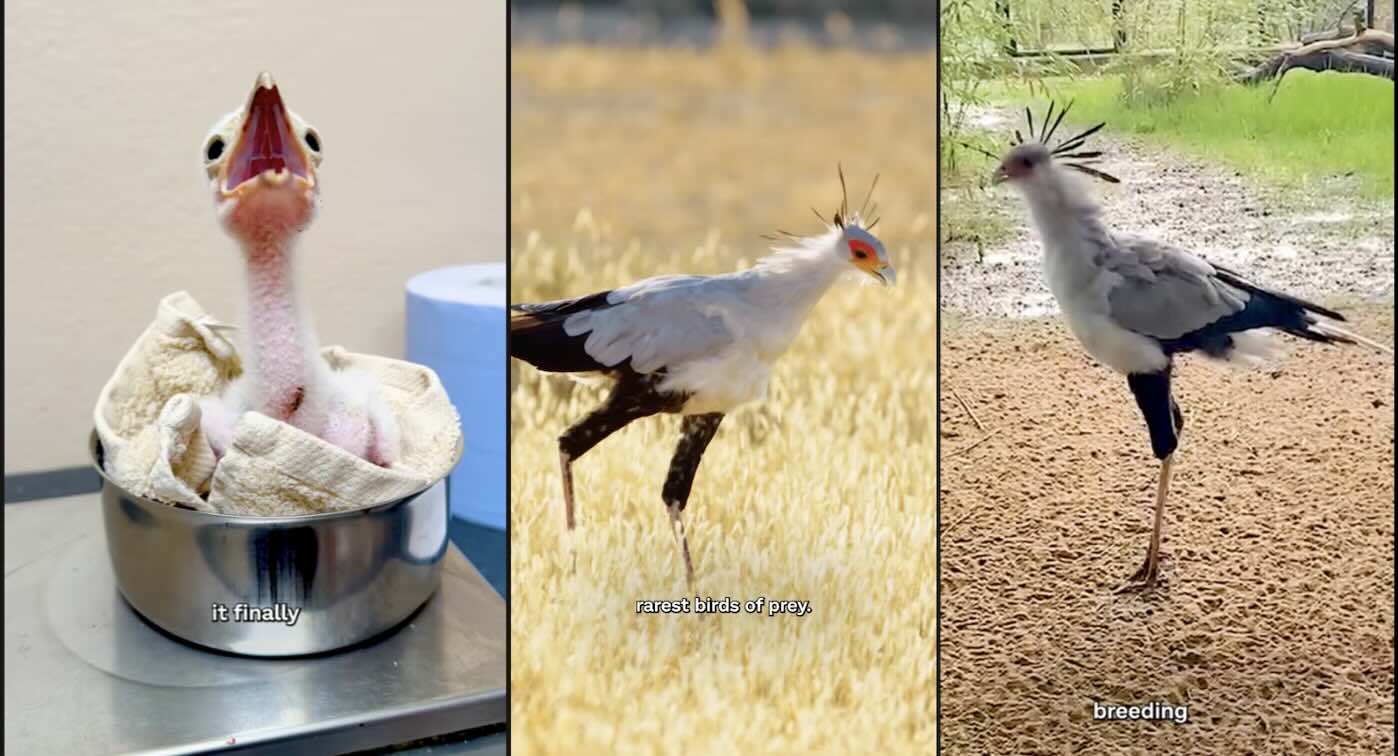 Five Endangered Secretarybird Chicks Hatch in Major Conservation First