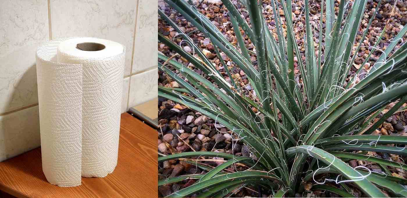 Company Aims for ‘Moonshot’ Replacement for Trees in Paper Products with Humble Desert Plant