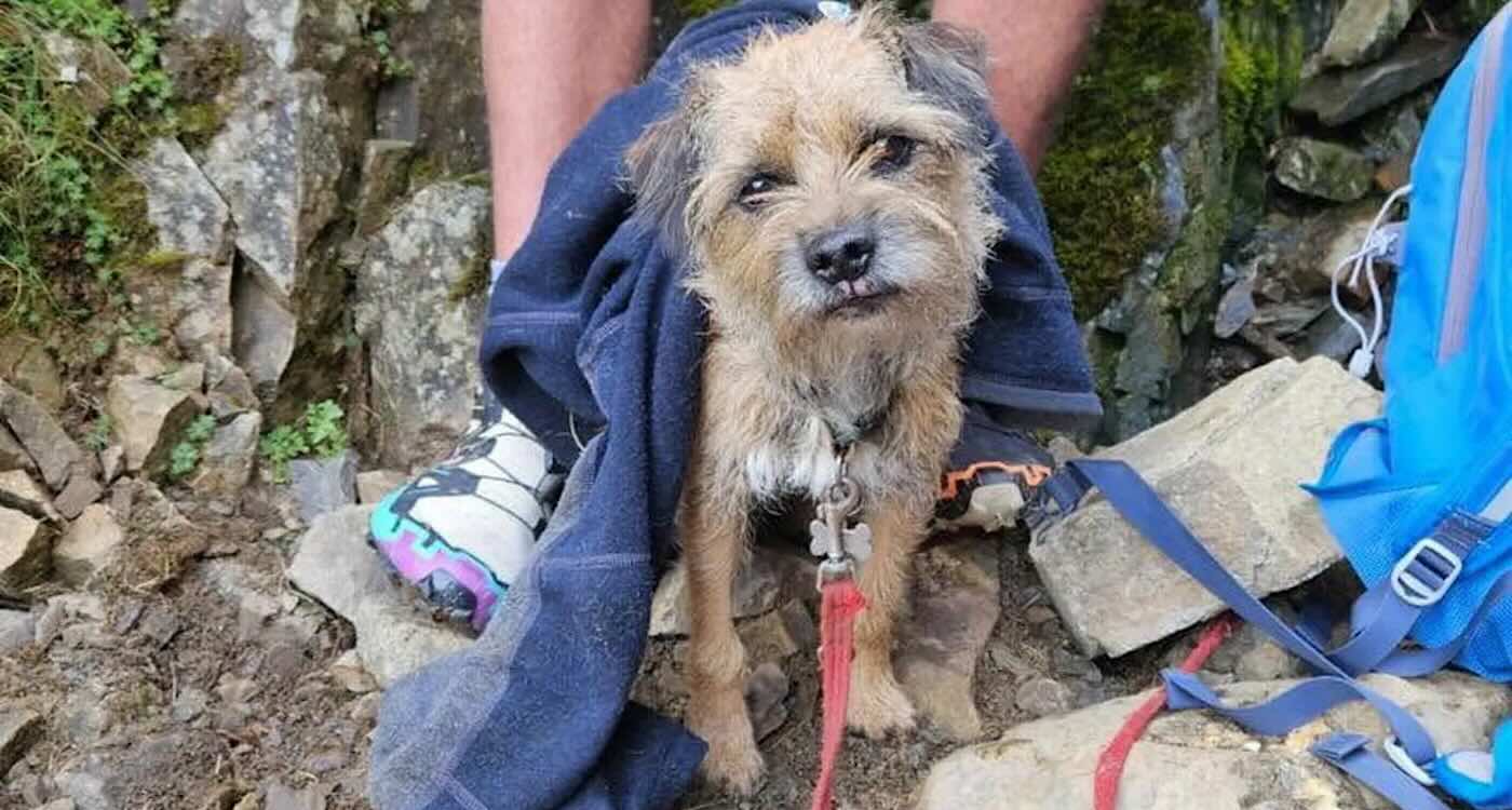Dog Lost on 3rd Tallest Peak in England Finally Found After Three Weeks Stuck on Steep Ravine