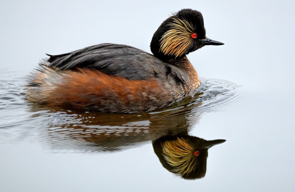 Former Industrial Ground Goes from Dump to Diversity and Hosts 64% of UK’s Black-Necked Grebes