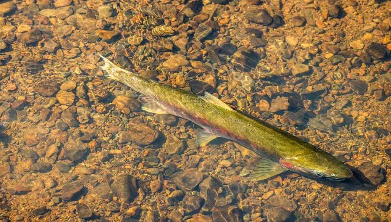 Endangered Salmon Return to California Rivers in Incredible Numbers: ‘Everybody’s just ecstatic’