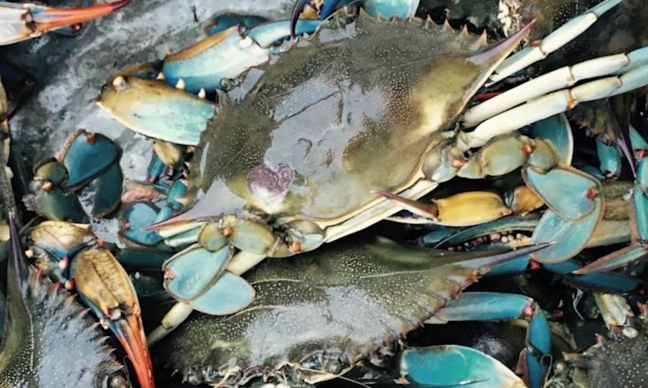 Chesapeake Bay Blue Crab Numbers See Encouraging Bounceback in New Survey