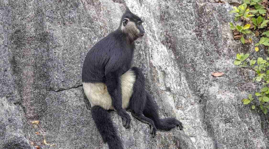Vietnam Swiftly Protects Forests Containing the Last of the World’s Most-Endangered Monkey