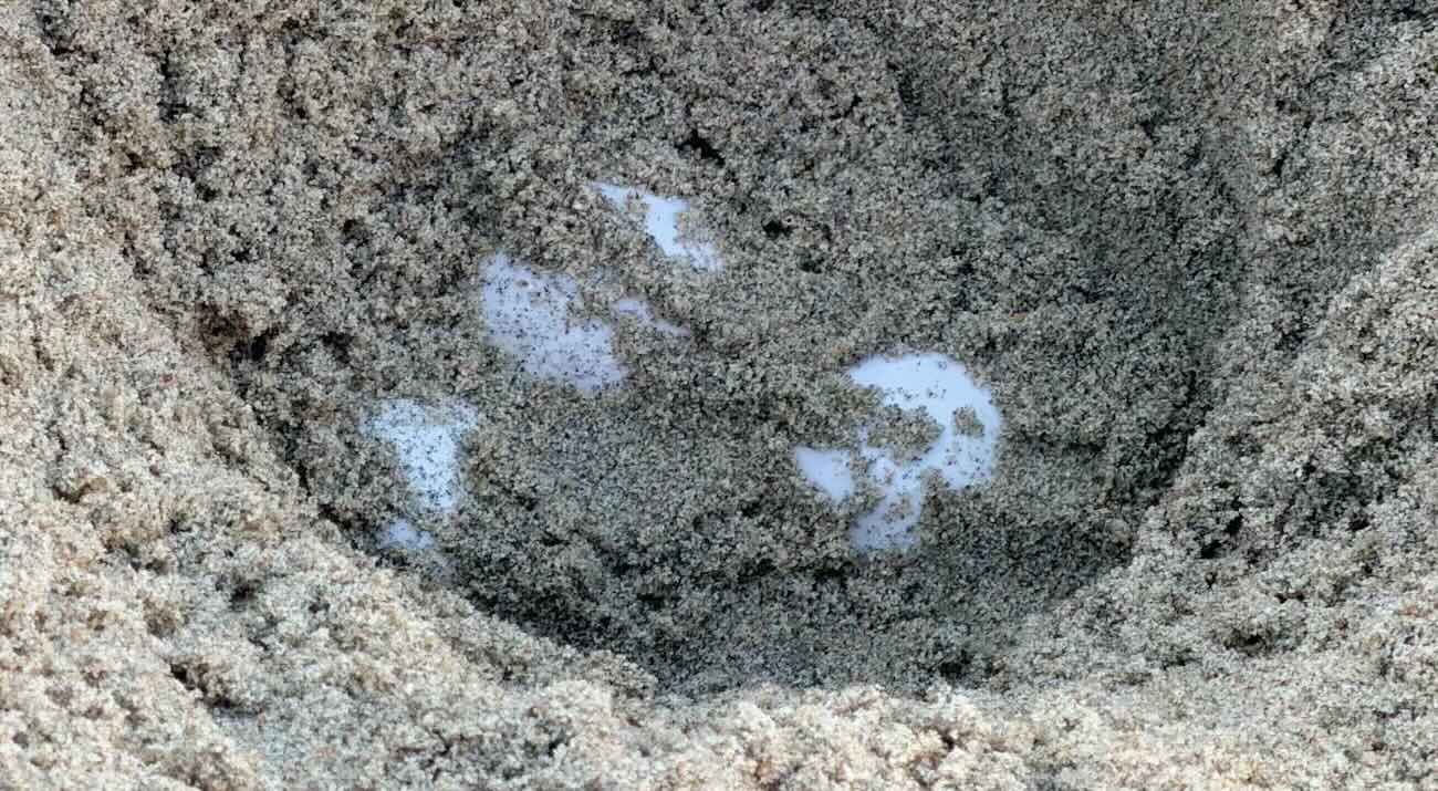First Ever Recorded Sea Turtle Nests on America’s West Coast