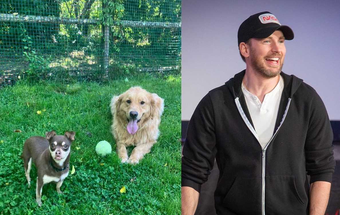 Chris Evans Puts His Limelight on a Bonded Dog Pair with Cute Video, Immediately Sees Them Adopted