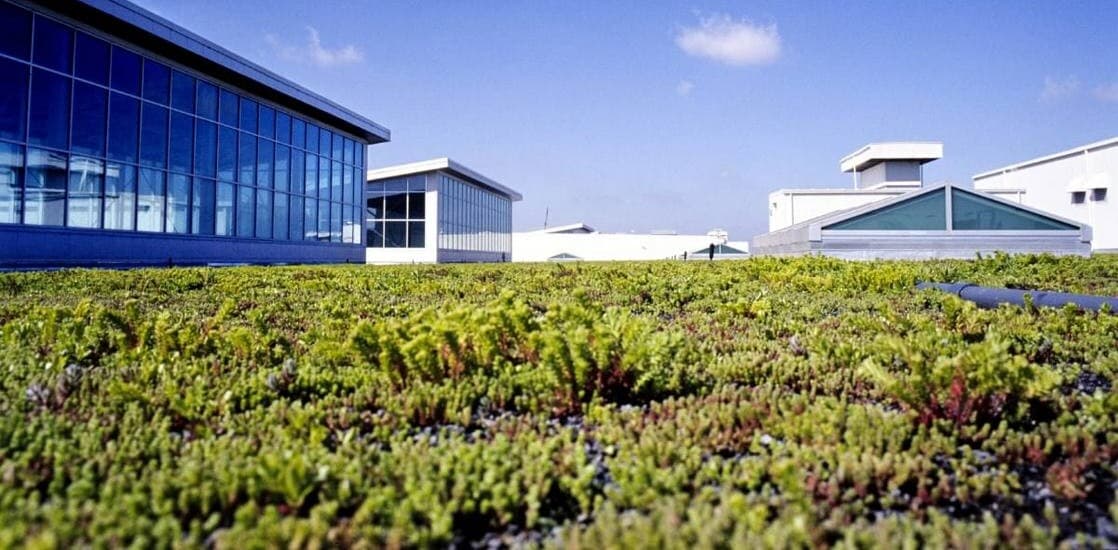 A ‘Living Roof’ is Growing Atop Ford’s Largest Factory–Saving Energy and Boosting Birds