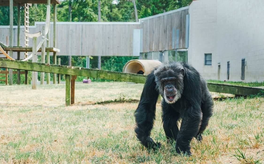 Cataract Surgery Restores Sight for 54-Year-Old Chimpanzee–the First Such Procedure at Chimp Haven