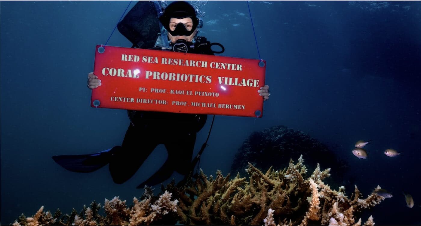 Red Sea Coral Dying From Heat Stress is Being Revived With Probiotics