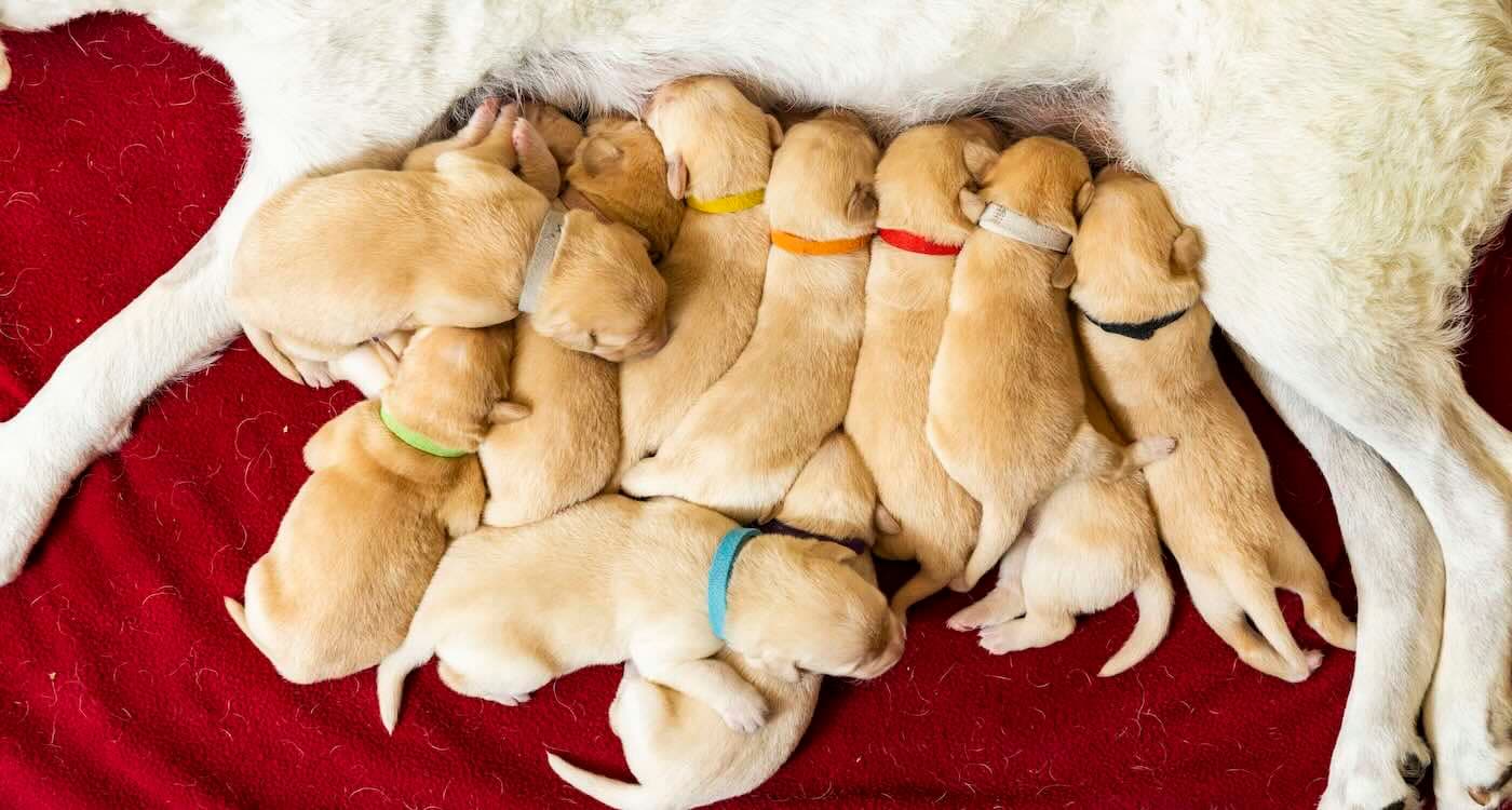 12 Golden Puppies in One Litter Reunite With Mom On First Birthday: ‘It turned into a real extended family’
