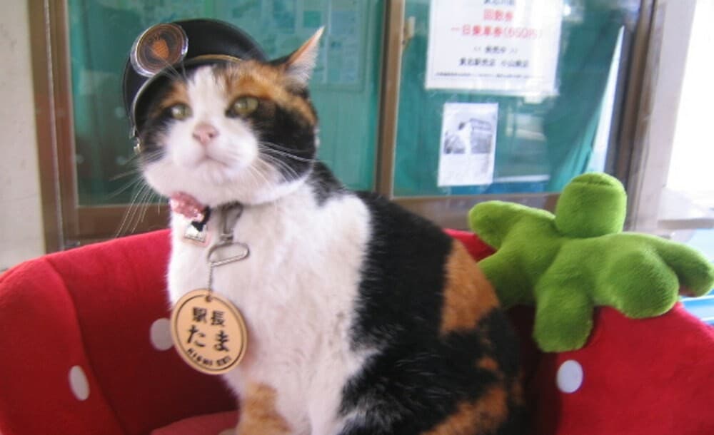 Stray Cat Nursed Back to Health by Train Staff, Climbs the Ranks to Become Stationmaster