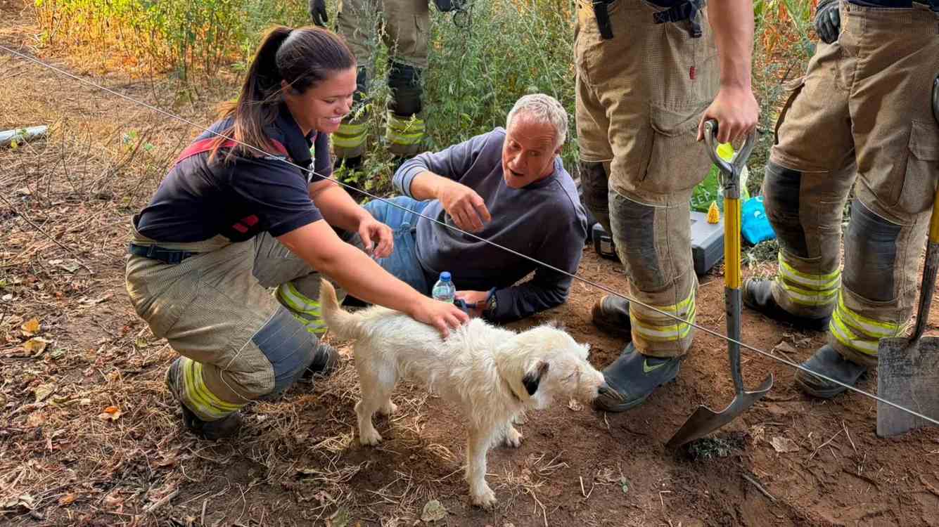 A Terrier Rescued After Spending 2 Days Underground Lost in a Badger Warren