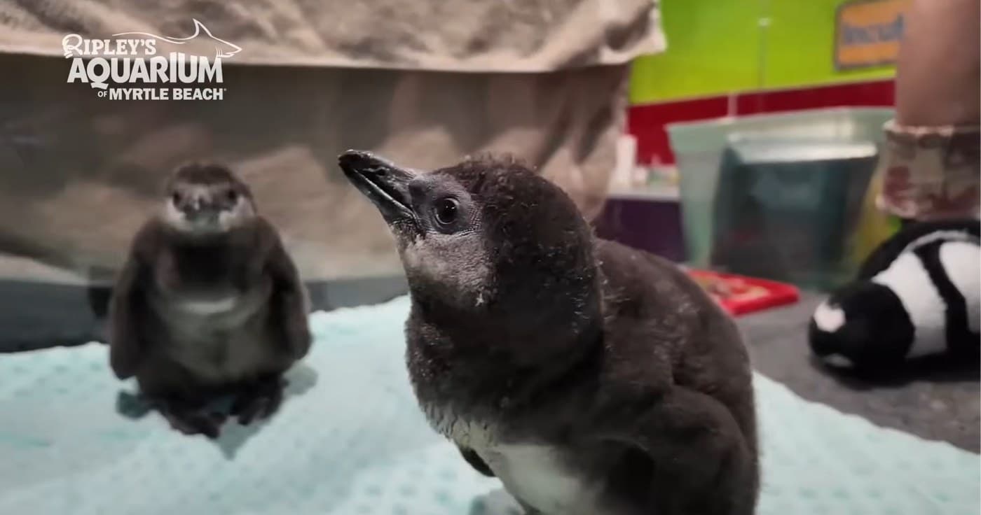 S. Carolina Aquarium Celebrates ‘Baby Boom’ of Critically-Endangered Penguin Chicks