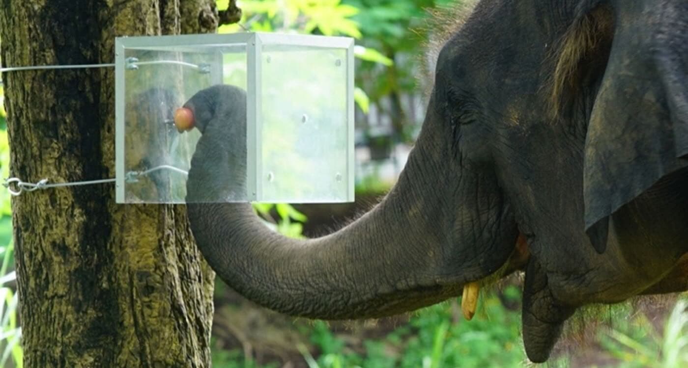 Elephants Can Think Before They Act and Resist Impulsive Behavior, Shows Study