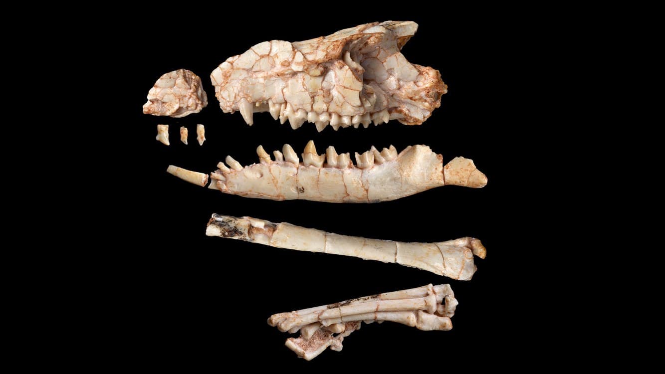 New Gobi Desert Fossil Rewrites a Chapter of Mammal Evolution