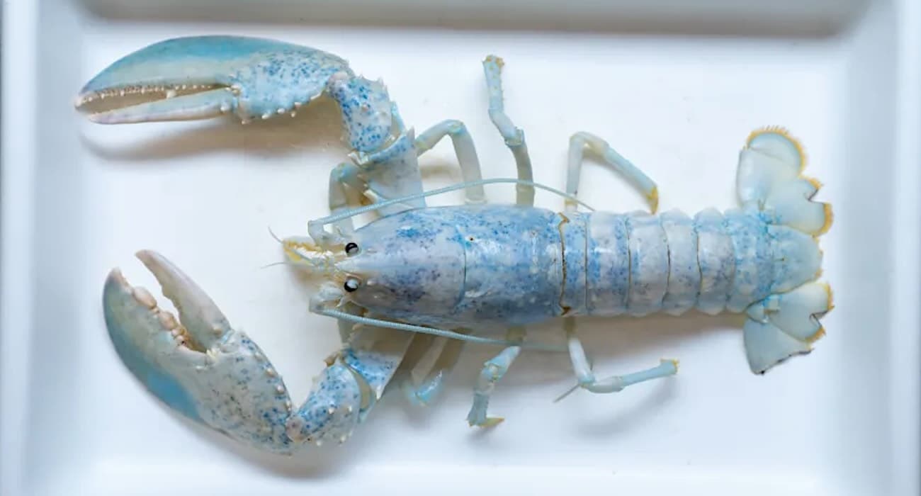 Rare 1-in-100M ‘Ghost Lobster’ Goes to School to Help Scientists Crack Genetic Mystery–in Time for Halloween