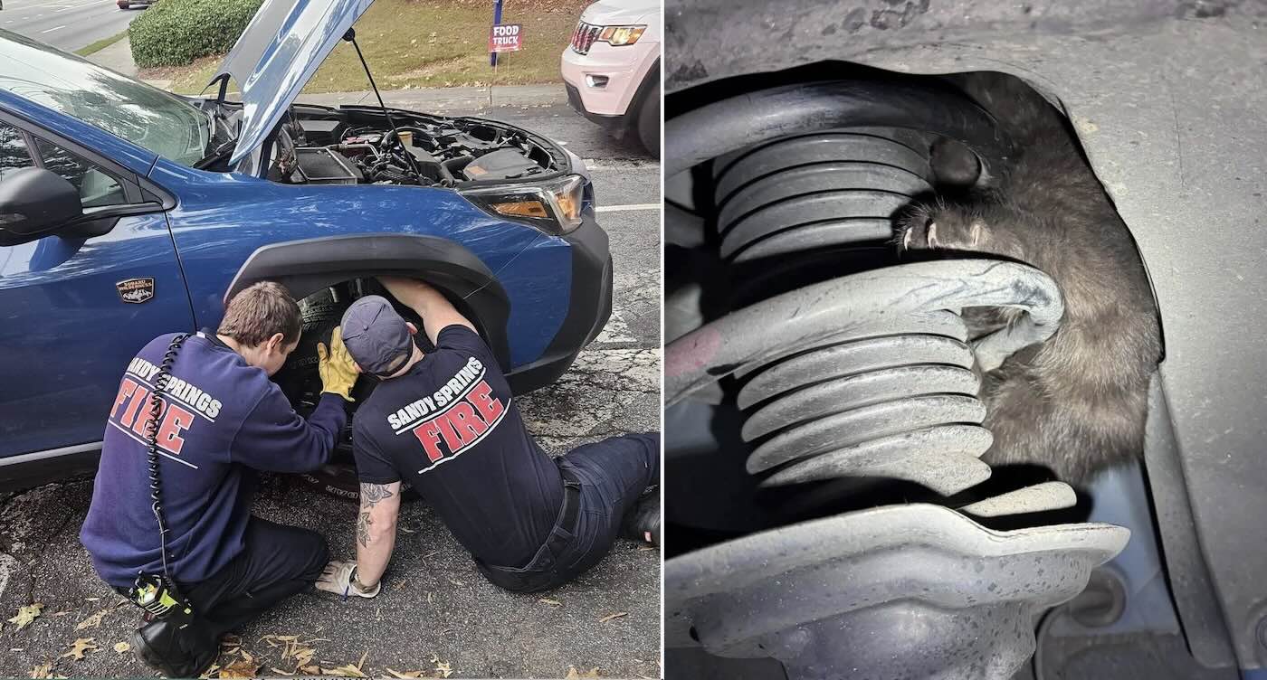 Tiny Black Cat Stuck in Car Engine Brings Unexpected Joy to Couple With Halloween Wedding Anniversary