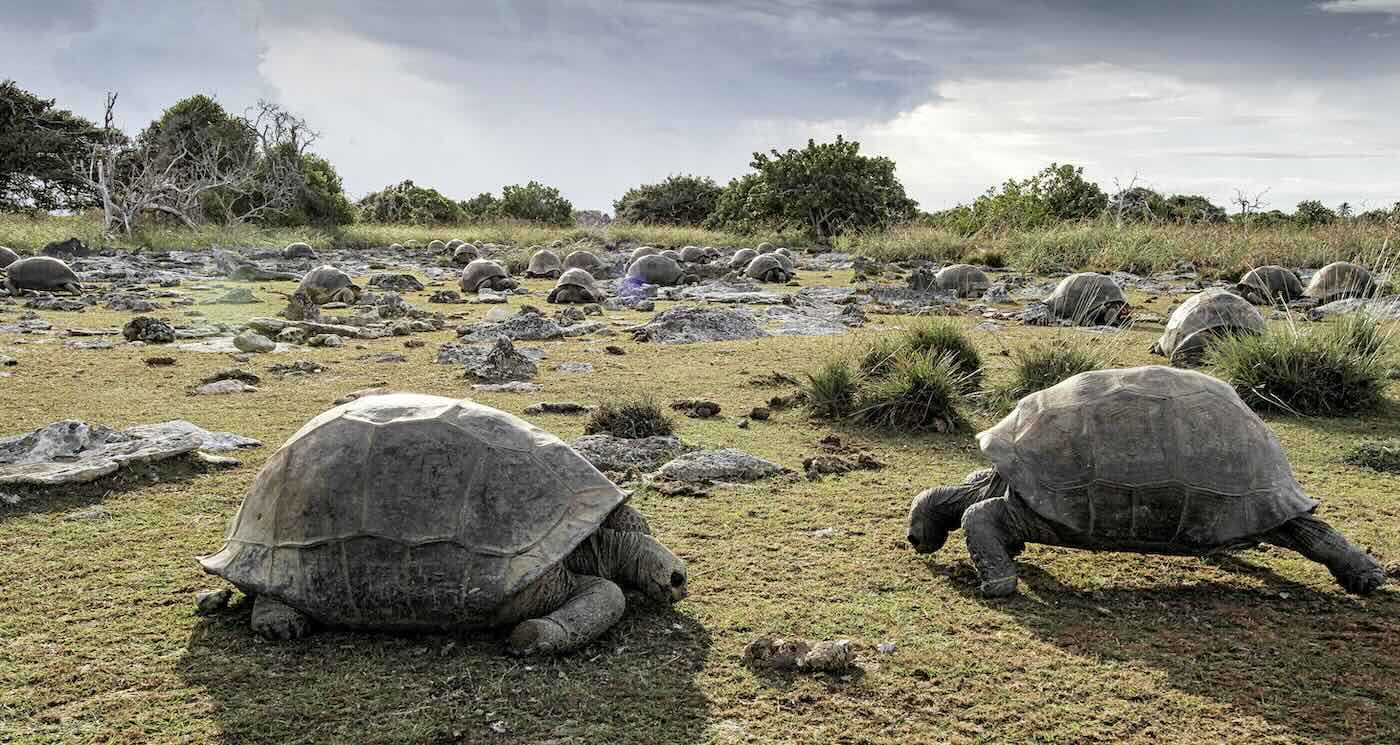 Giant Tortoise Population is Thriving–Survey Finds 180,000 on One Island Chain