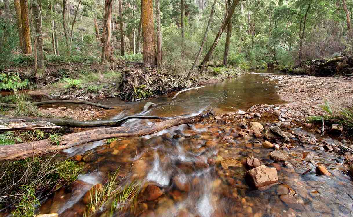 Australia Announces 3 New National Parks to Protect Gliders, Owls, and Other Victoria Wildlife