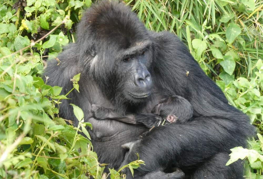 Orphaned, Rescued, and Rewilded, Female Gorilla Becomes a Mother in Historic Conservation Success