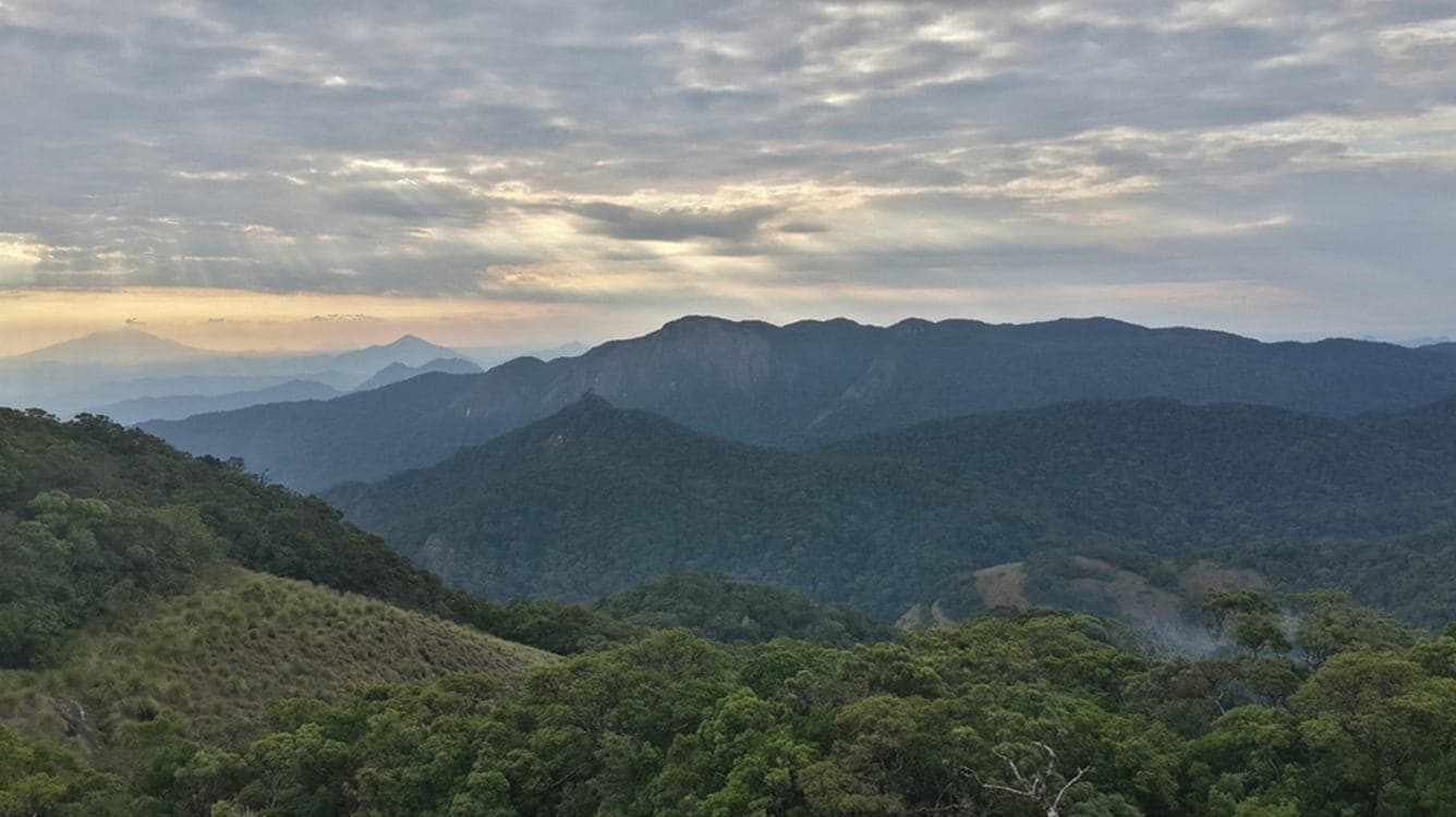 Mozambique Protects the ‘Butterfly Forest’ of Mount Mabu, Home to 200 Species