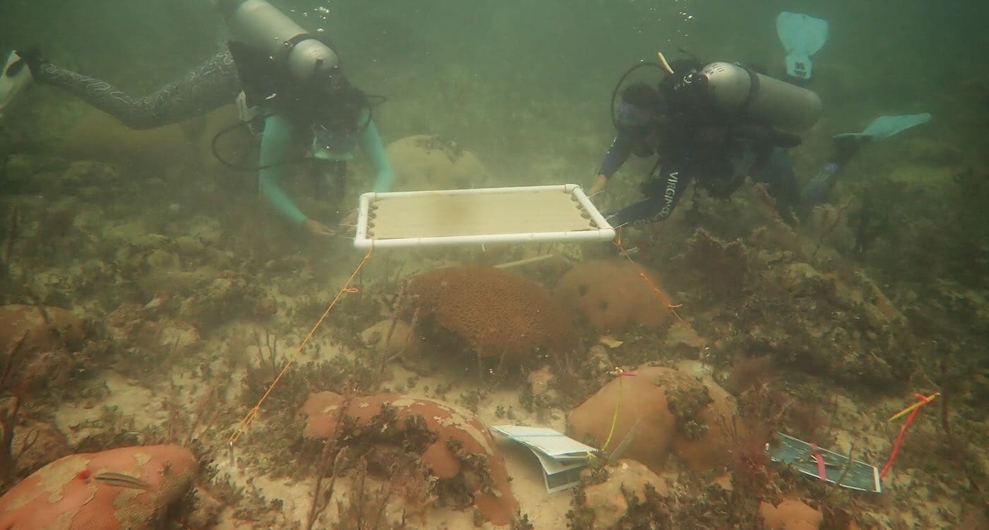 Underwater Umbrellas Could Protect Coral Reefs From Heat Damage