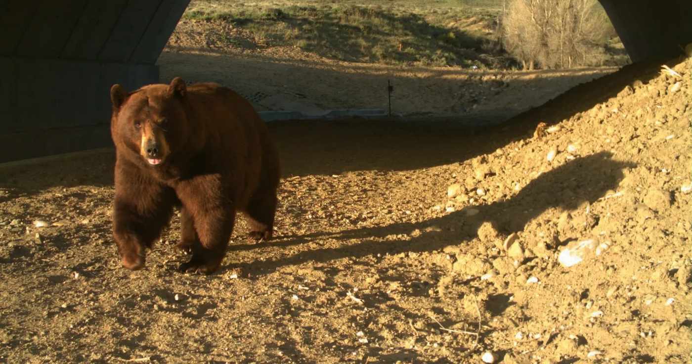 North America’s Largest Wildlife Overpass Is Working: Animal Collisions on I-25 Down 91%