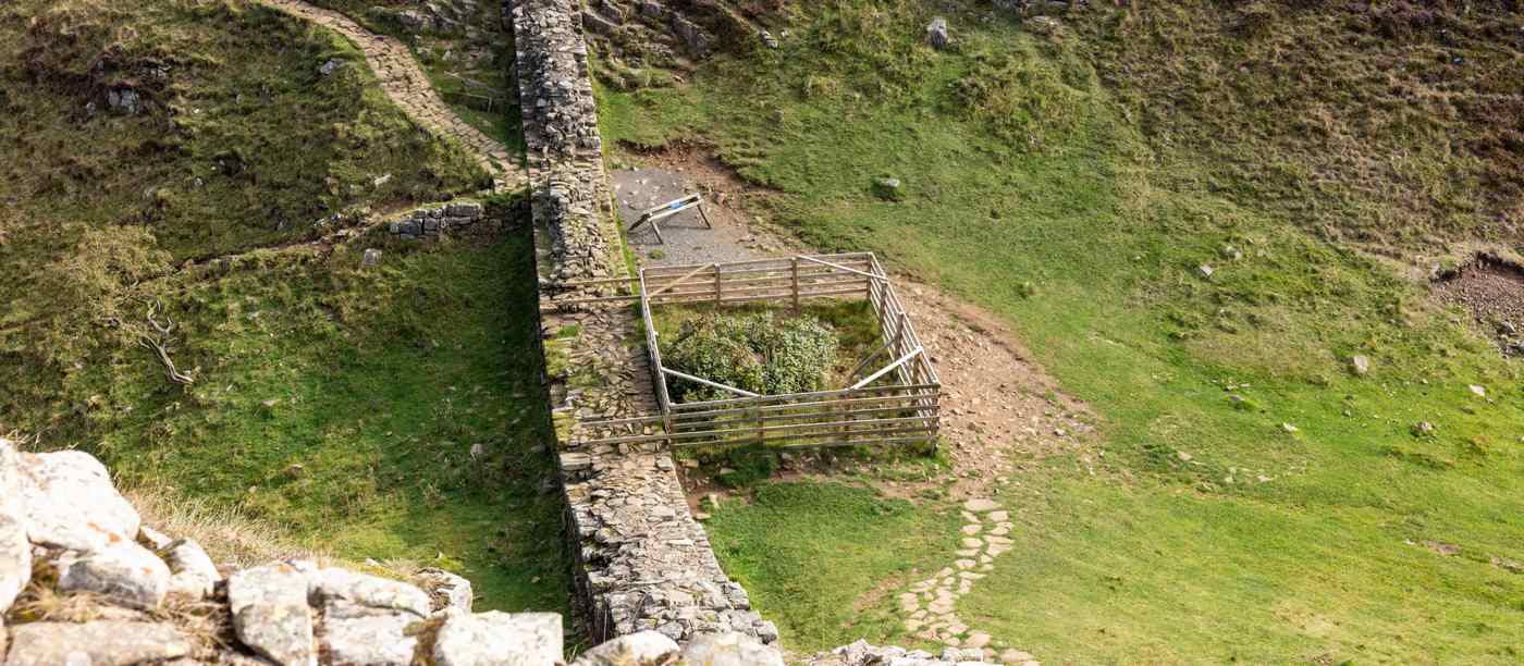 ‘Flourishing’ Sycamore Gap Tree Has Ring of New Shoots Already 3-Feet Tall